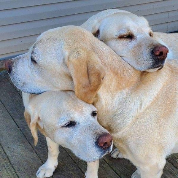 Cute And Funny Dogs (30 pics) Cute And Funny Dogs (30 pics)