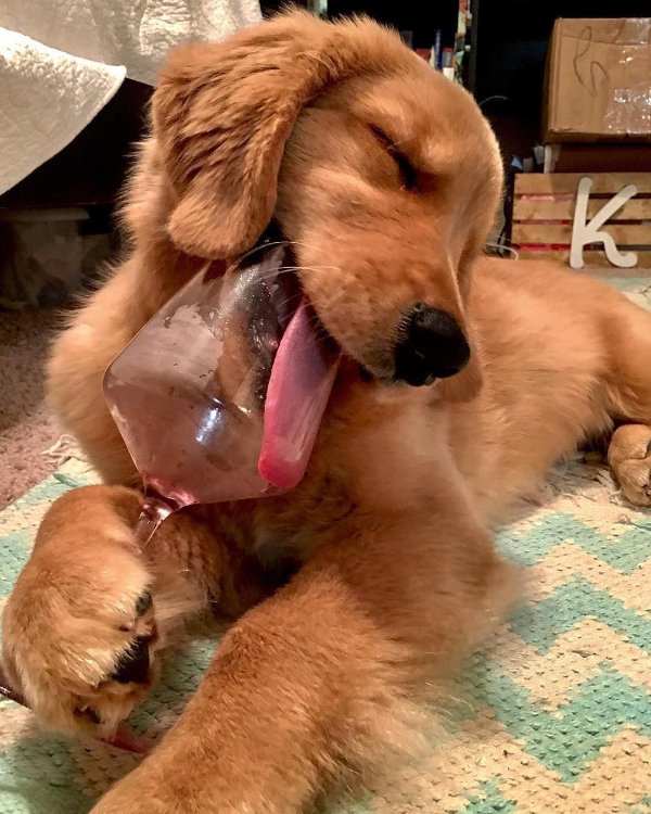 Cute And Funny Dogs (30 pics) Cute And Funny Dogs (30 pics)