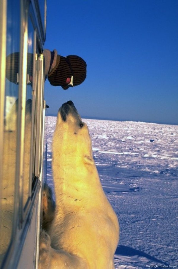 Cute And Funny Dogs (30 pics) Cute And Funny Dogs (30 pics)