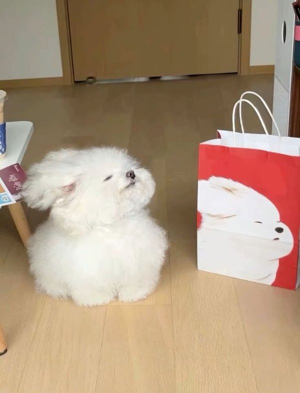 Cute And Funny Dogs (30 pics)