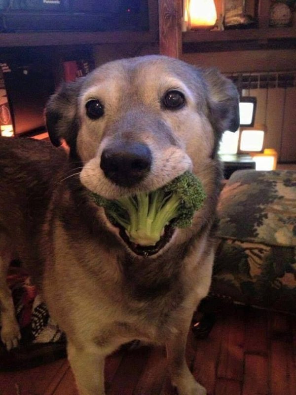 Cute And Funny Dogs (30 pics) Cute And Funny Dogs (30 pics)