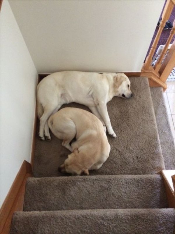 Cute And Funny Dogs (30 pics) Cute And Funny Dogs (30 pics)