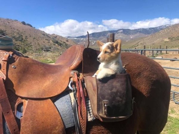 Cute And Funny Dogs (30 pics) Cute And Funny Dogs (30 pics)