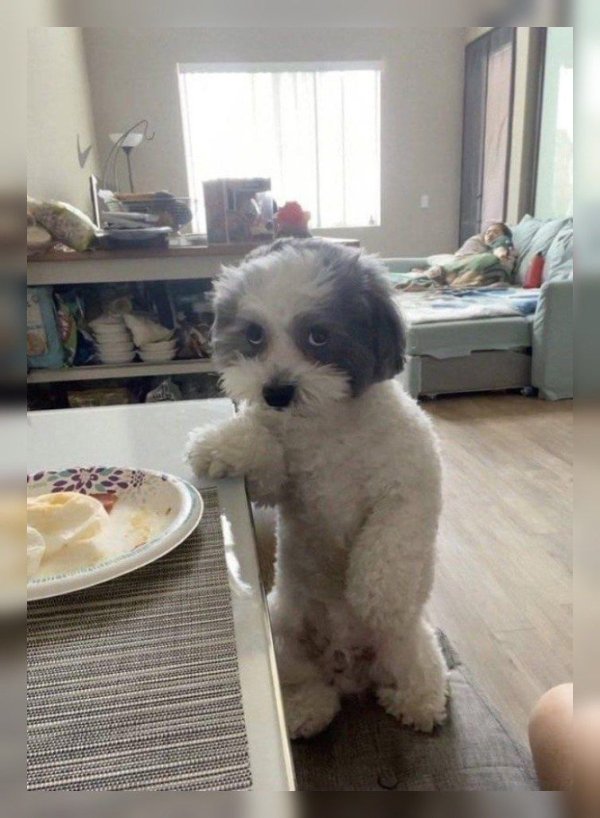 Cute And Funny Dogs (30 pics) Cute And Funny Dogs (30 pics)