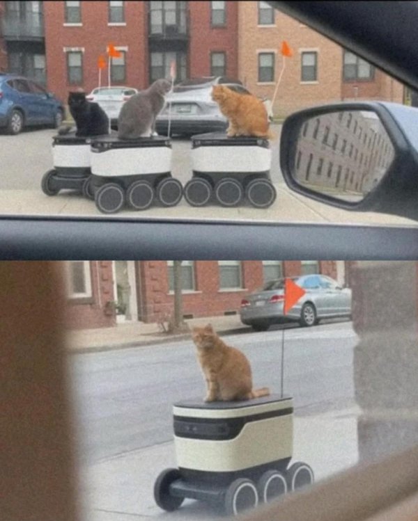 Funny Cats (35 pics)