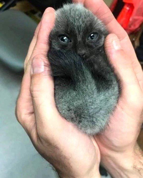 Funny Cats (35 pics)