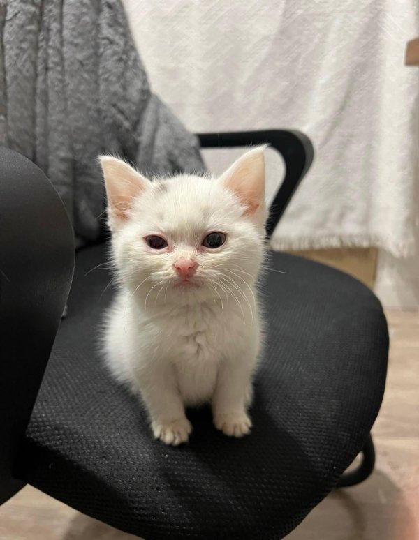 Funny Cats (35 pics)