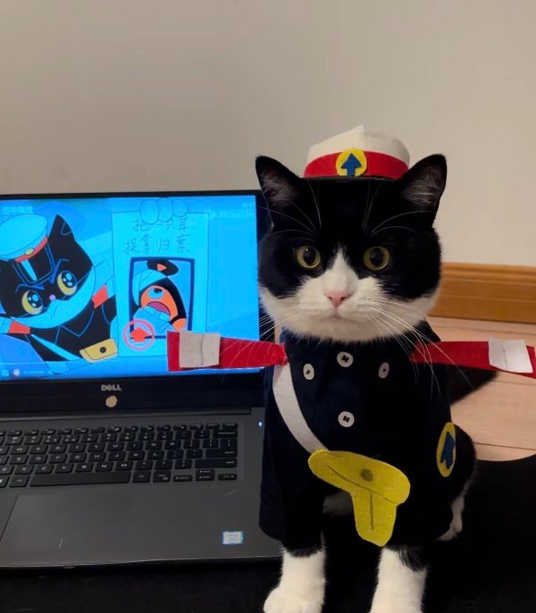 Funny Cats (35 pics)