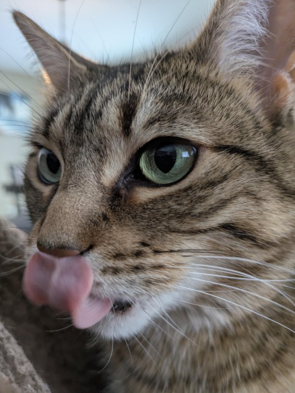 Funny Cats (35 pics)