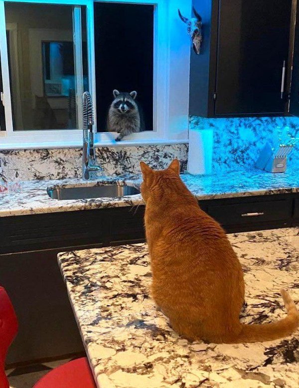 Funny Cats (35 pics)