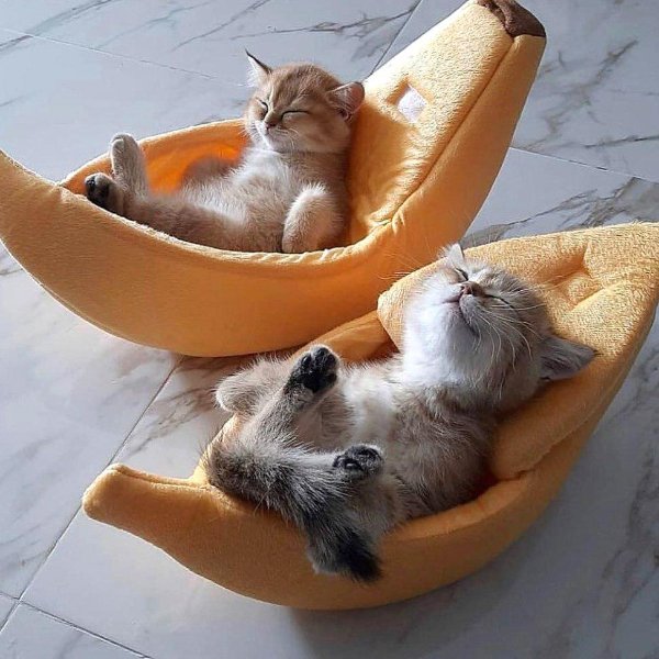 Funny Cats (35 pics)