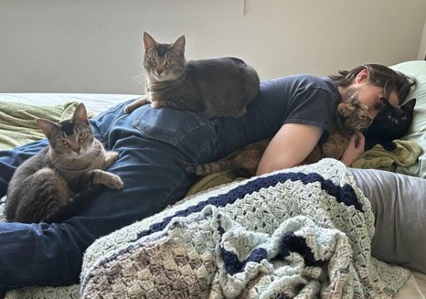 Funny Cats (35 pics)