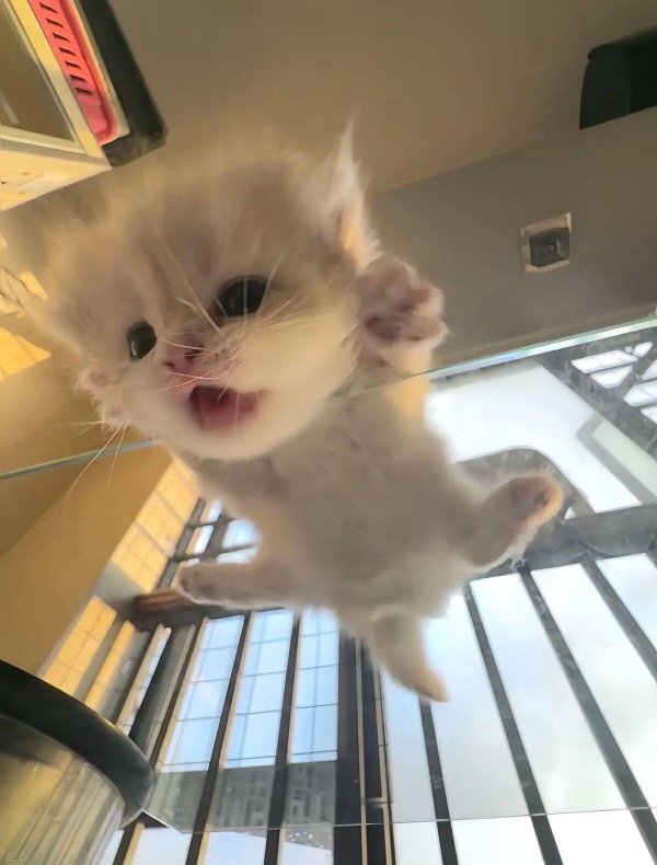 Funny Cats (35 pics)