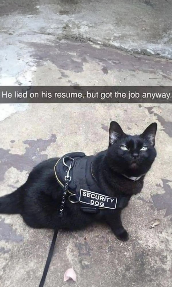 Funny Cats (35 pics)