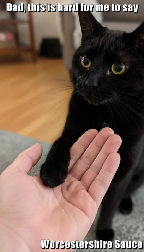 Funny Cats (35 pics)