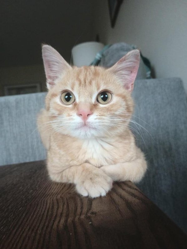 Funny Cats (35 pics)