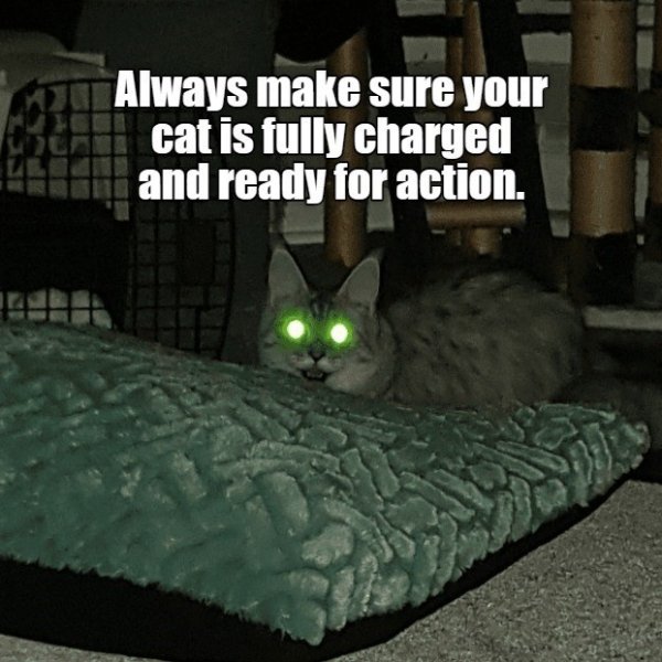 Funny Cats (35 pics)