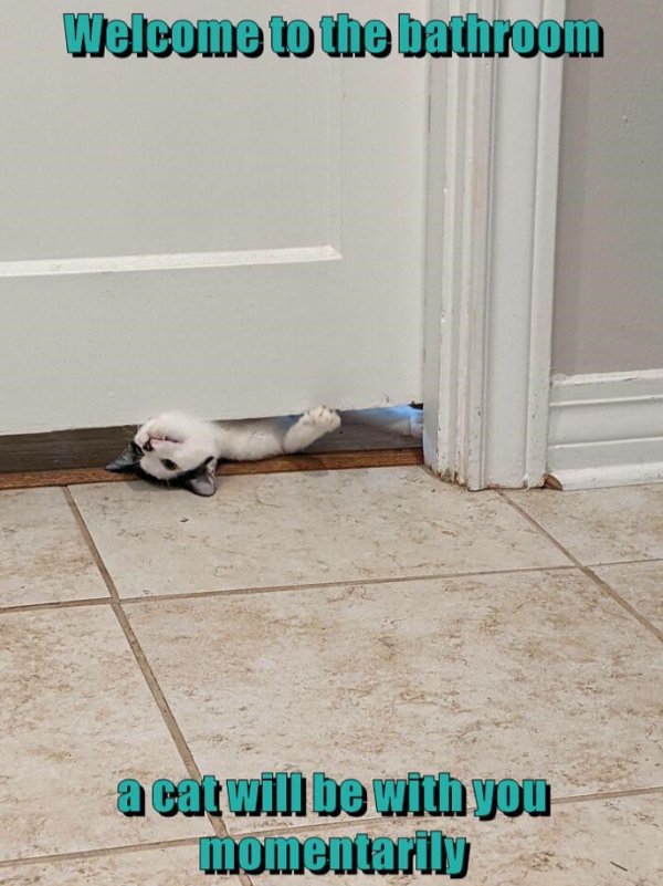 Funny Cats (35 pics)