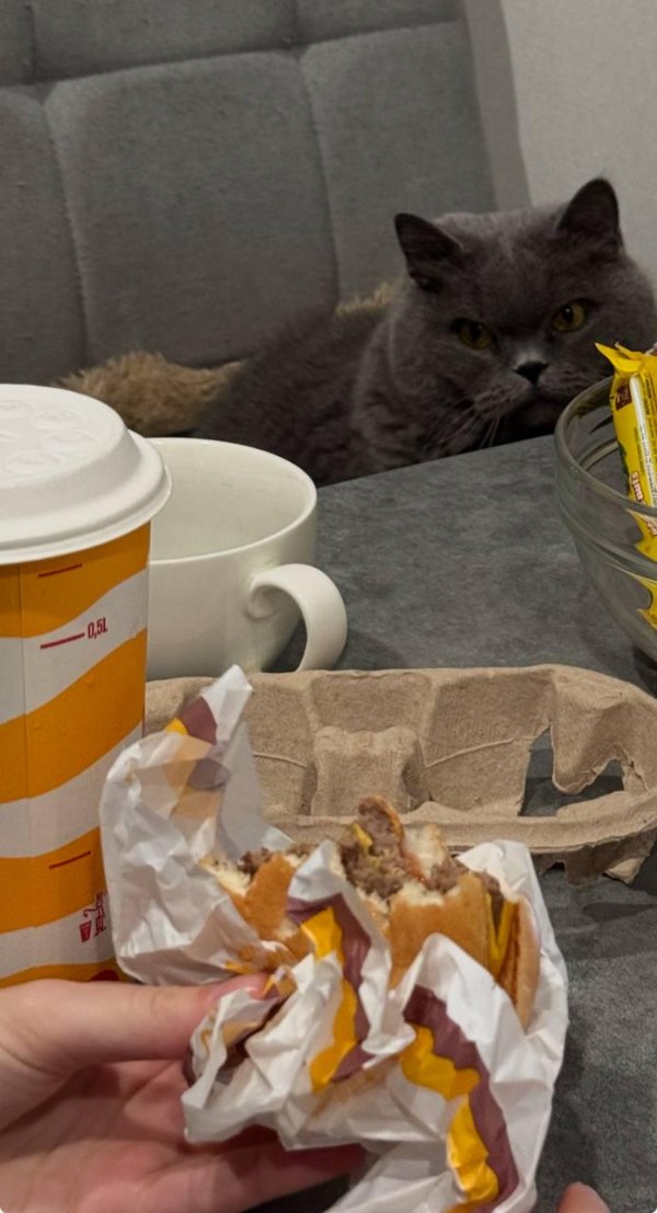 Funny Cats (35 pics)