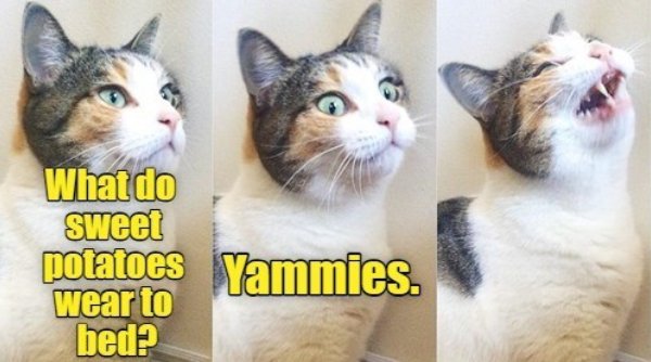 Funny Cats (35 pics)