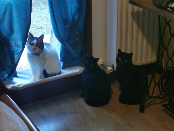 Funny Cats (35 pics)