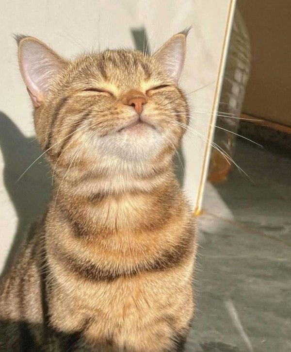 Funny Cats (35 pics)