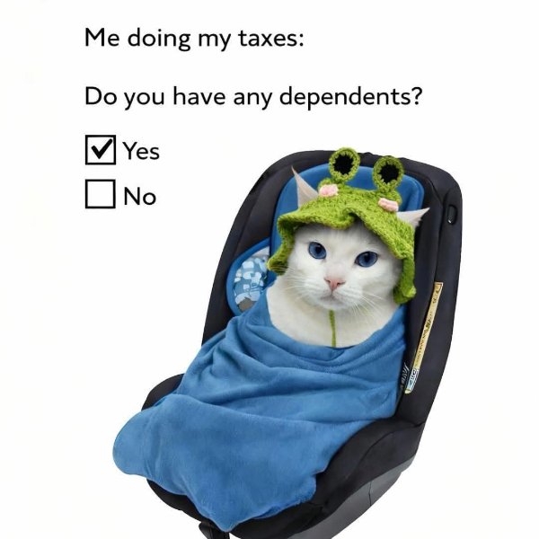 Funny Cats (35 pics)