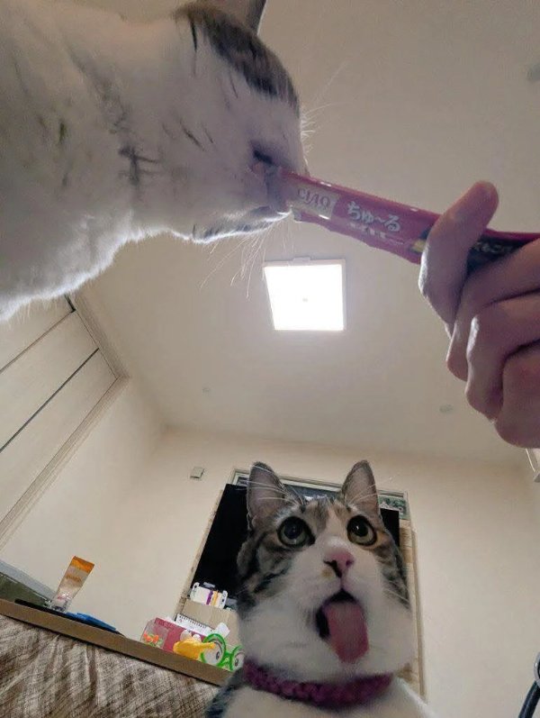 Funny Cats (35 pics)