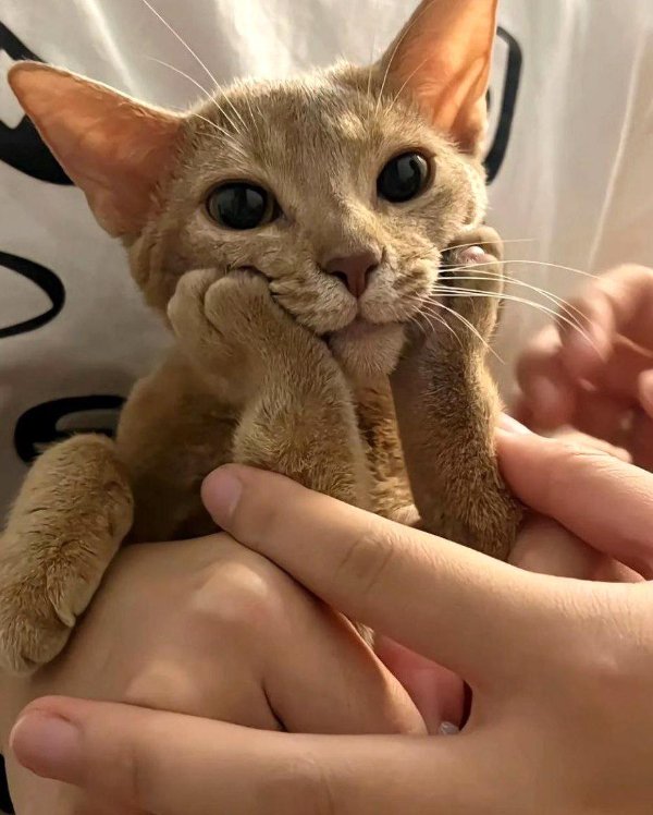 Funny Cats (35 pics)