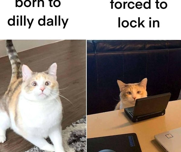 Funny Cats (35 pics)