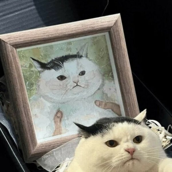 Funny Cats (35 pics)