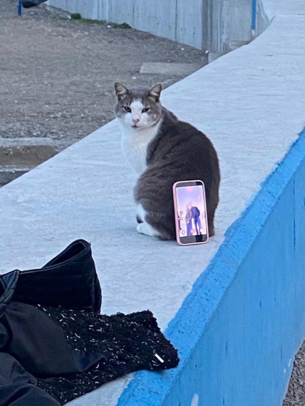 Funny Cats (35 pics)