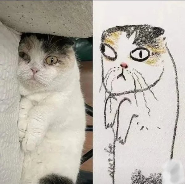 Funny Cats (35 pics)