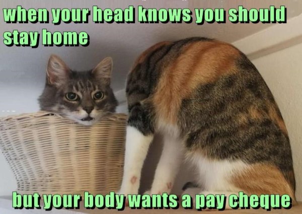 Funny Cats (35 pics)
