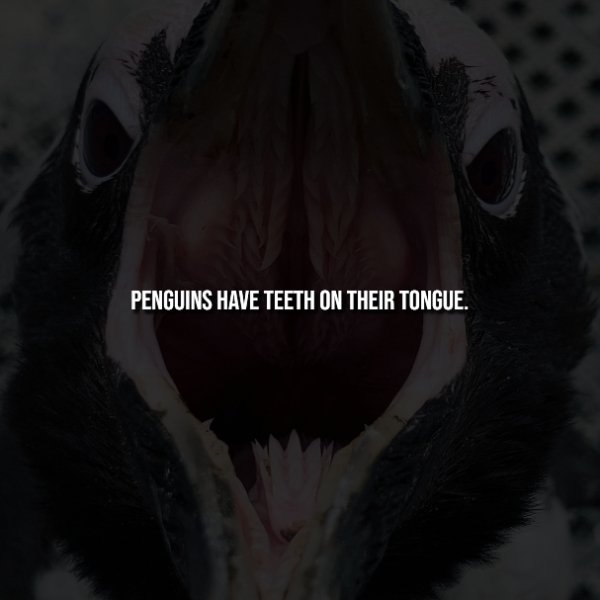 Creepy Facts (14 pics)