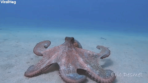 Interesting Facts (15 gifs) Interesting Facts (15 gifs)