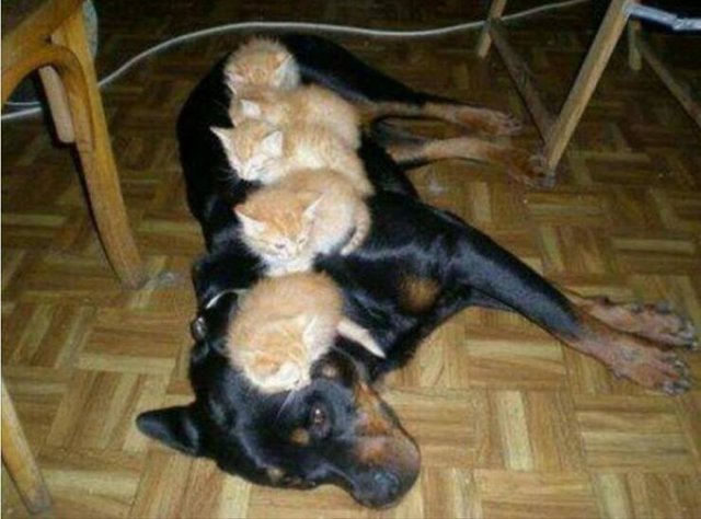 Jokes And Photos For A Good Mood (41 pics)