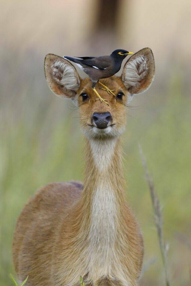 Jokes And Photos For A Good Mood (41 pics)