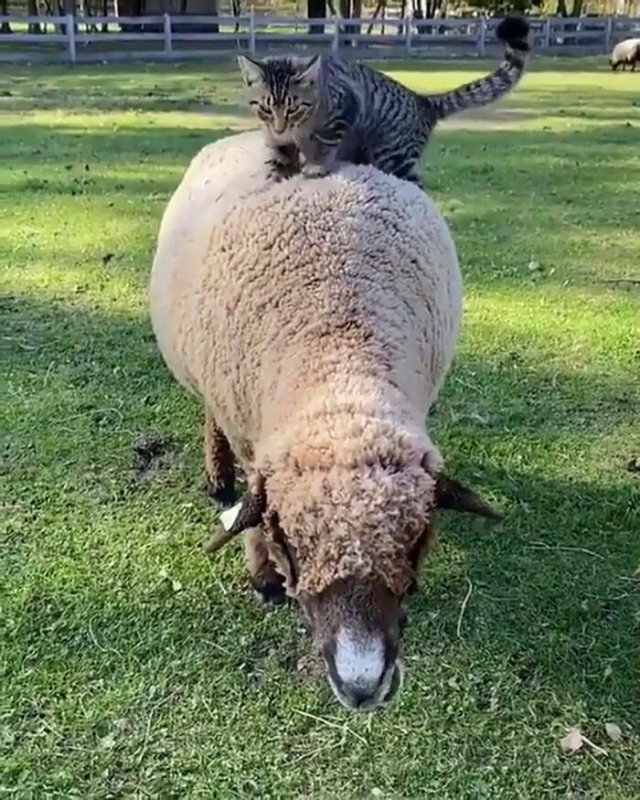 Jokes And Photos For A Good Mood (41 pics)