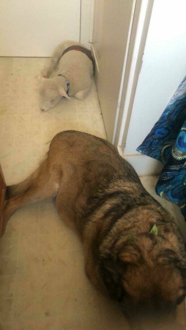 Jokes And Photos For A Good Mood (41 pics)