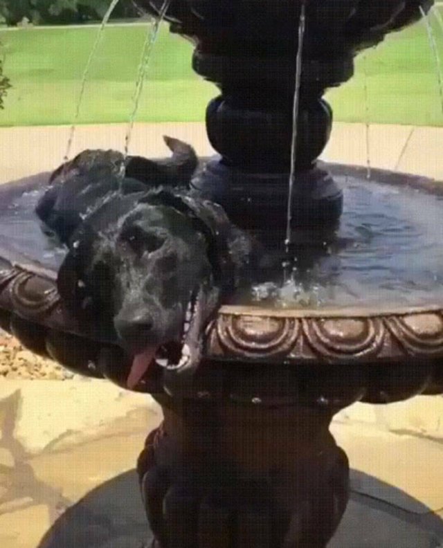 Jokes And Photos For A Good Mood (41 pics)