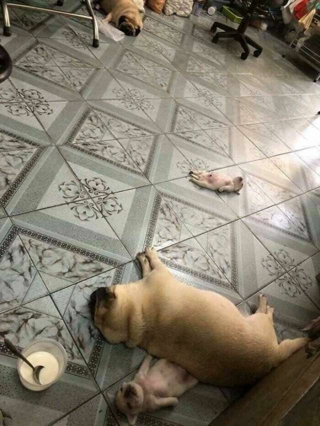 Jokes And Photos For A Good Mood (41 pics)