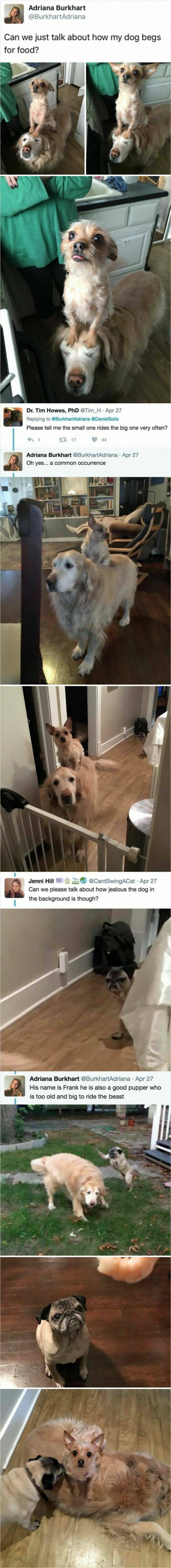 Jokes And Photos For A Good Mood (41 pics)