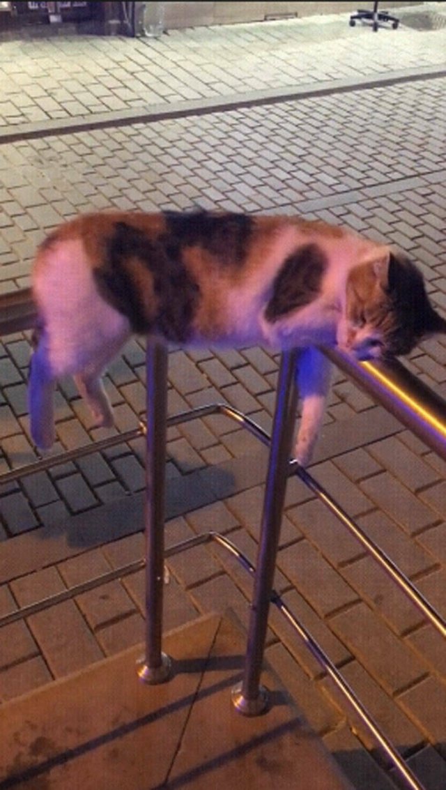 Jokes And Photos For A Good Mood (41 pics)