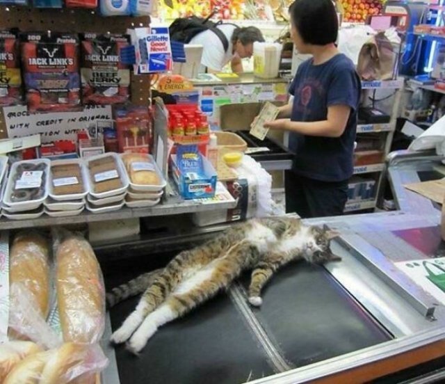 Jokes And Photos For A Good Mood (41 pics)