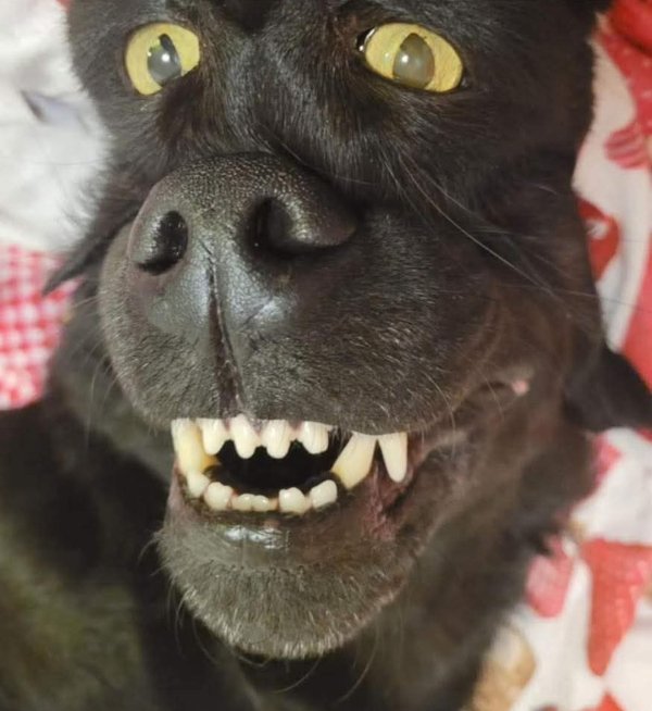 What Is Going On Here? (52 pics) What Is Going On Here? (52 pics)