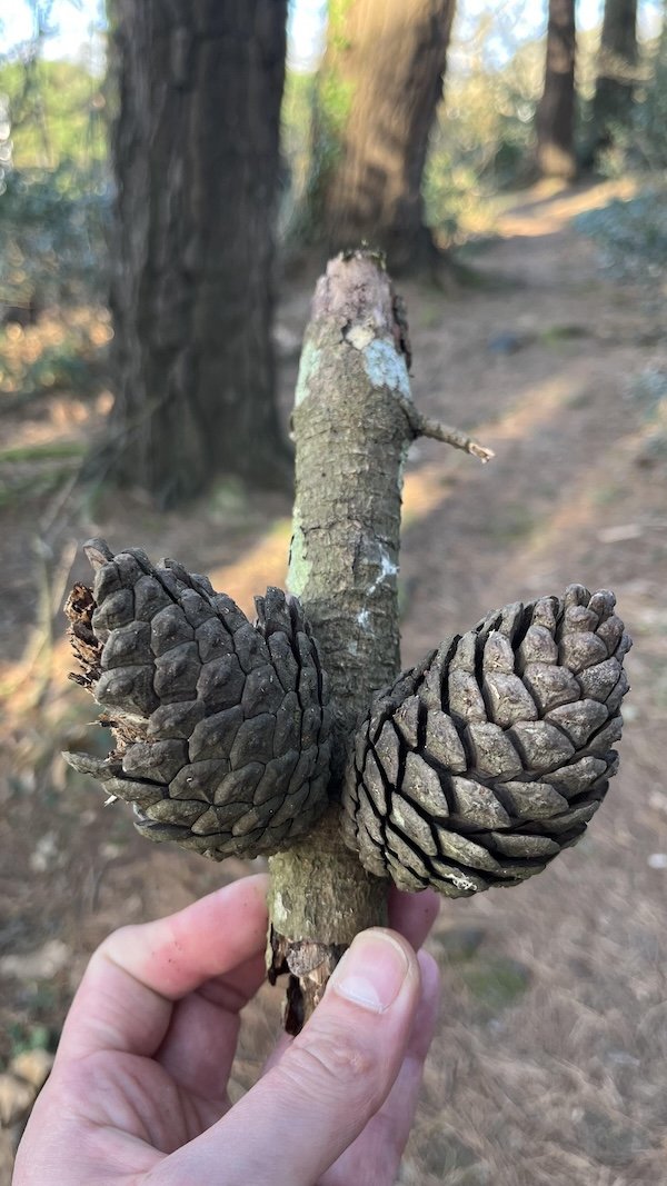 Epic Sticks (25 pics) Epic Sticks (25 pics)