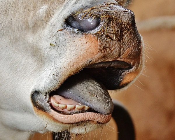 Random Facts (18 pics)