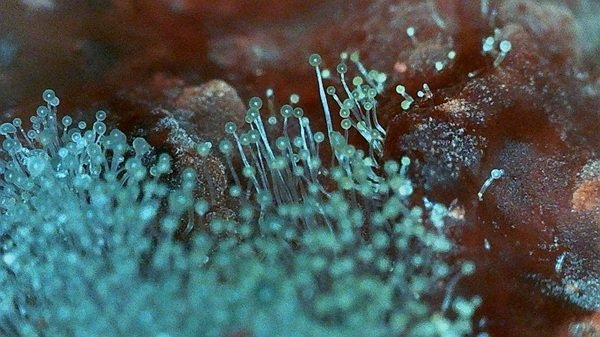 Random Facts (18 pics)