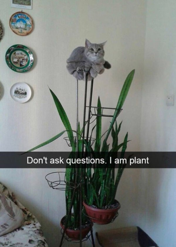 Funny Cats (30 pics) Funny Cats (30 pics)